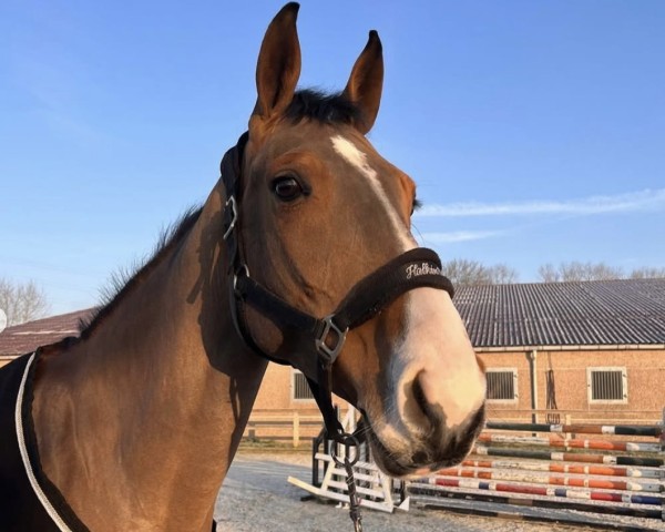 jumper Luna van 't Ameldonk Z (Zangersheide riding horse, 2017, from Lavallino Ter Klomp)