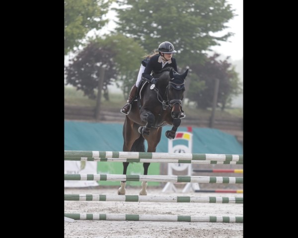 jumper Conrad S 3 (Oldenburg show jumper, 2020, from Cornet de Semilly)