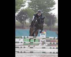 jumper Conrad S 3 (Oldenburg show jumper, 2020, from Cornet de Semilly)
