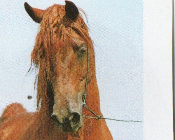 Deckhengst El Thay Misk ox (Vollblutaraber, 1987, von Ibn Nazeema EAO)