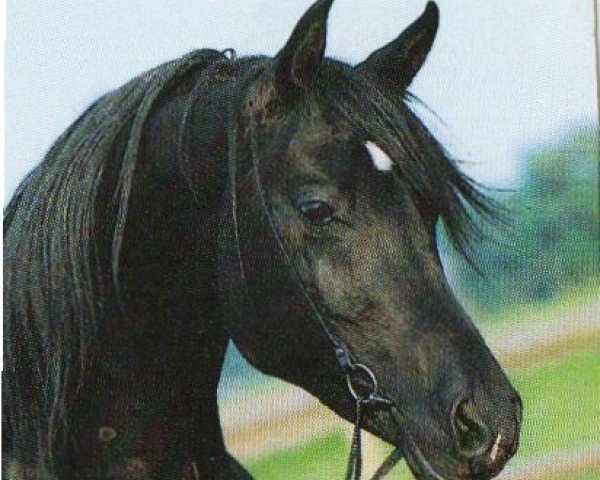 horse haled el Nileox ox (Arabian purebred, 1987, from Kasr El Nil 1971 EAO)