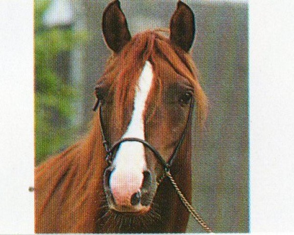 Pferd GROMET'S GINGER ox (Vollblutaraber, 1989, von Gromet 1971 ox)
