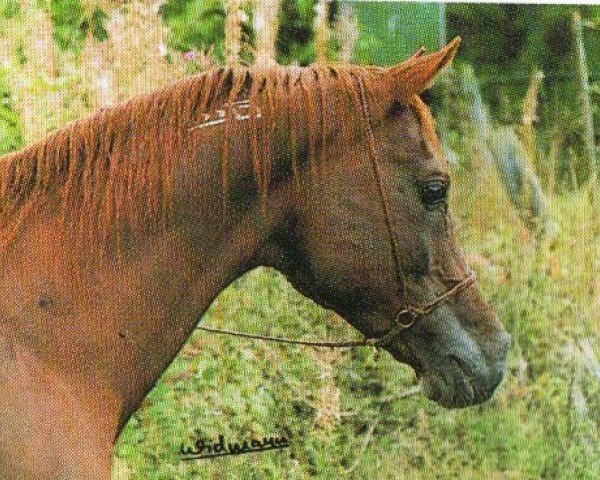 Deckhengst Kahir ox (Vollblutaraber, 1971, von Kaisoon 1958 EAO)
