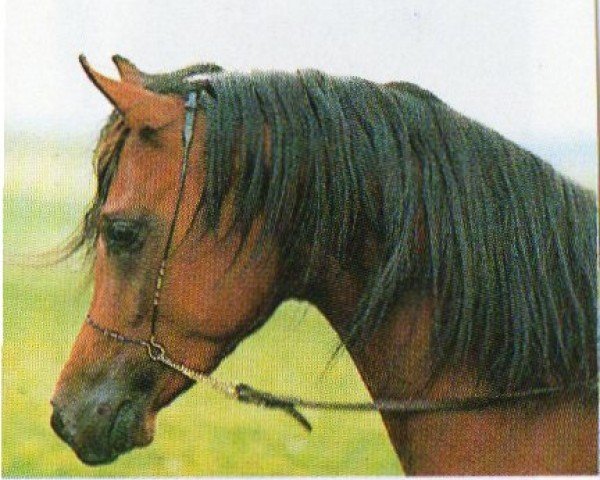 horse Marzuq Ibn Montasar ox (Arabian purebred, 1990, from Montasar ox)