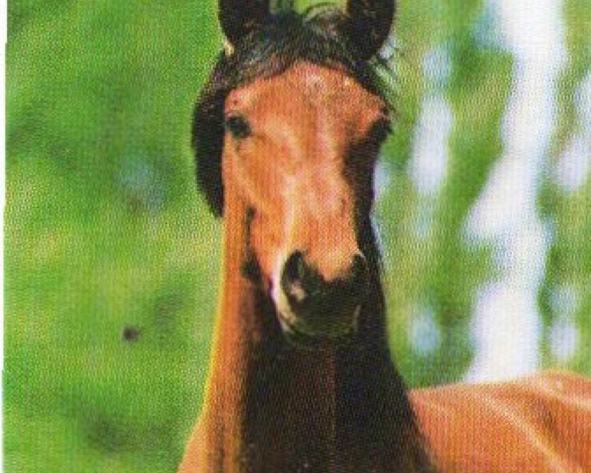Deckhengst Dinan 1991 ox (Vollblutaraber, 1991, von Camerton 1973 ox)