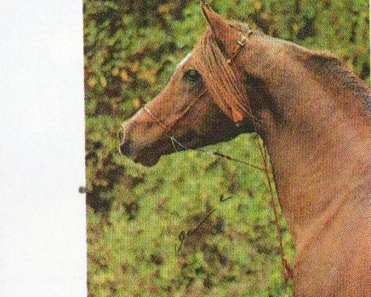 stallion Rifas ox (Arabian purebred, 1985, from Amal 1980 ox)