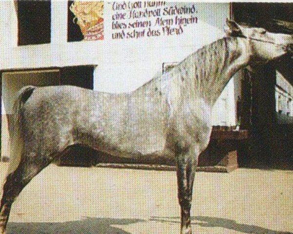 horse UP Mohammed A EAO (Arabian purebred, 1988, from Mohssen EAO)