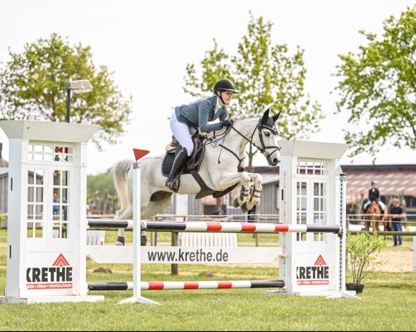jumper Aille Pacino (Connemara Pony, 2012)