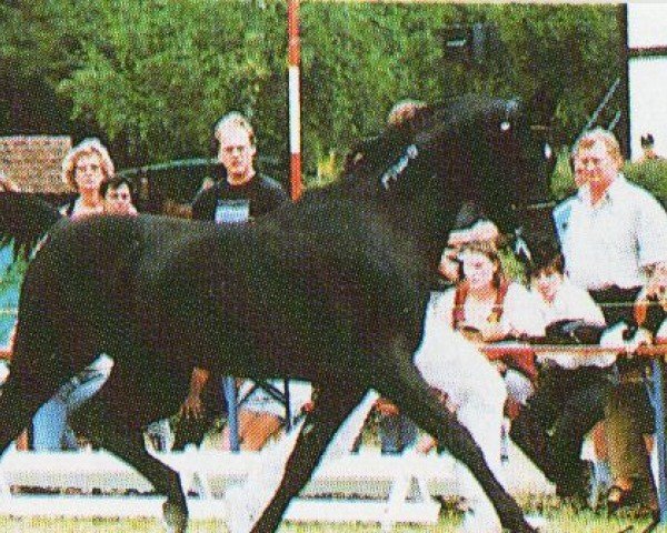 Pferd Hamasa Ibn Gharib ox (Vollblutaraber, 1987, von Gharib ox)