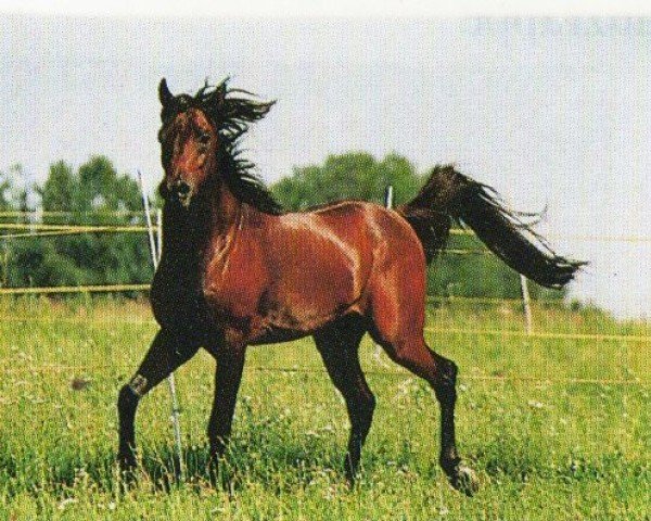 stallion Ahil EAO (Arabian purebred, 1990, from El Karnak EAO)