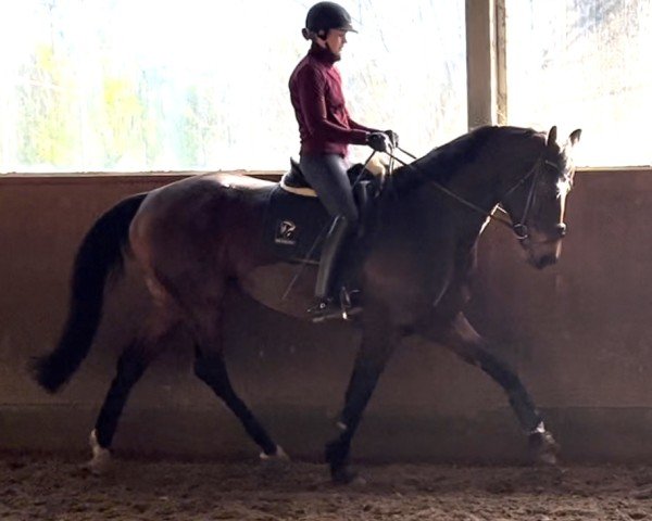 broodmare Fendi HJ (Hanoverian, 2016, from Finest)