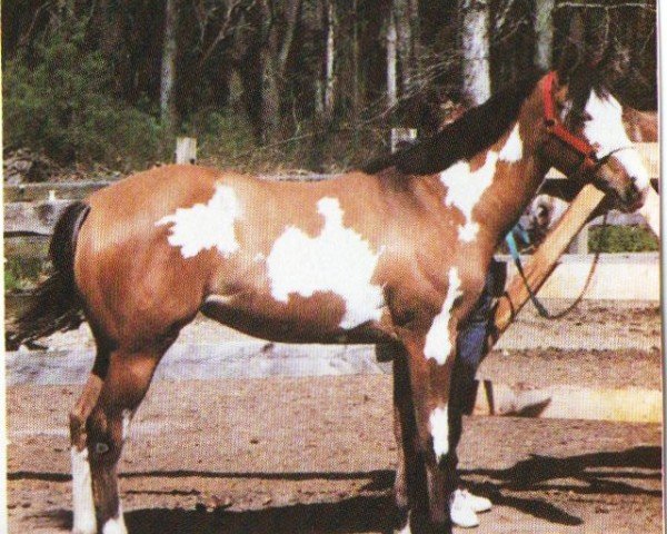 horse Hot Scotch Maxine (Paint Horse, 1998, from Blue Max)
