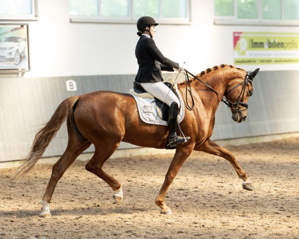 Zuchtstute Waitana 8 (Deutsches Sportpferd, 2019, von Fürst Romancier)