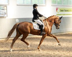 Zuchtstute Waitana 8 (Deutsches Sportpferd, 2019, von Fürst Romancier)