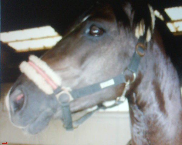 horse Vancouver 0022 (German Riding Pony, 2001, from Brantops Validos Touch)
