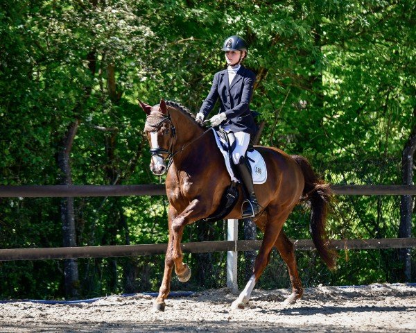 dressage horse Sir Frederic 6 (Hanoverian, 2013, from Swarovski)