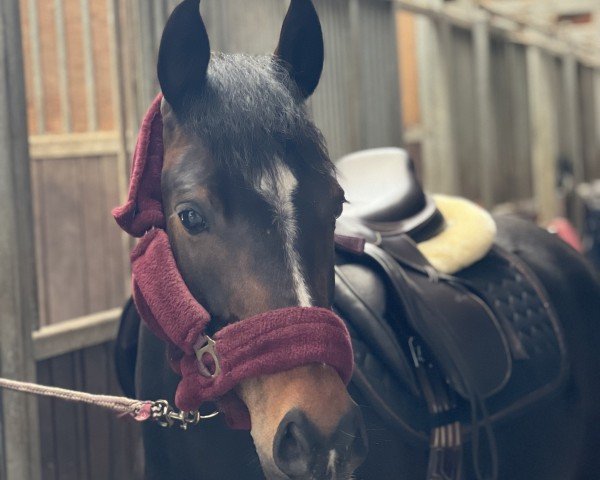 jumper Alfrun (German Riding Pony, 2017, from Adoro)