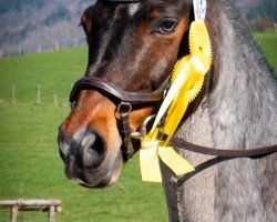 dressage horse Joey 221 (unknown, 2012)
