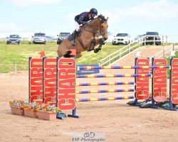 jumper Ballypatrick Tiberius (Oldenburg show jumper, 2016, from Caligula)