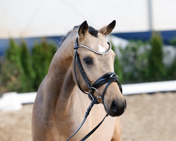 dressage horse Cool Looking S O (German Riding Pony, 2020, from Charmeur)