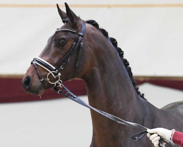 dressage horse Flirtfaktor (German Sport Horse, 2019, from Fürstenball)
