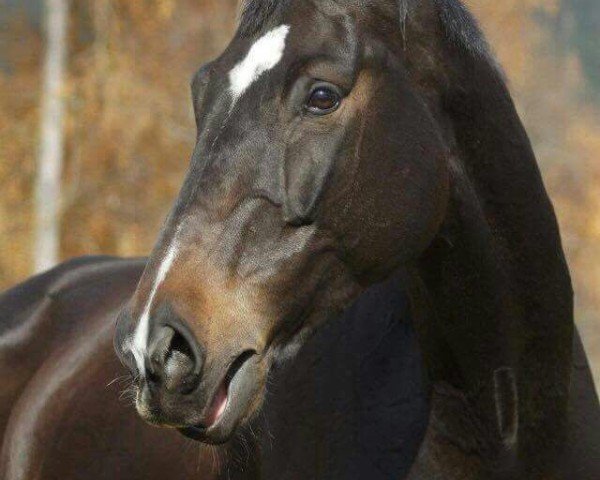 dressage horse Candero (Bavarian, 2004, from Candillo Z)