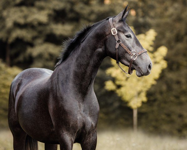 jumper Dia Vaiana (Hanoverian, 2020, from Diacontinus)