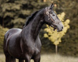 jumper Dia Vaiana (Hanoverian, 2020, from Diacontinus)