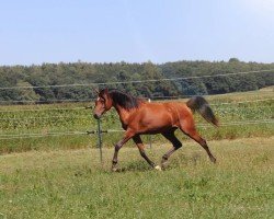 jumper AJ Marius ox (Arabian purebred, 2020)