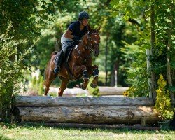 jumper Damoon de By (Arabian, 2013)