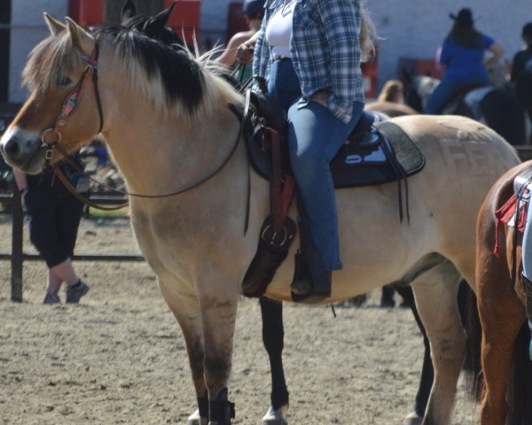 Pferd Haldix (Fjordpferd, 2013, von Hjellsohn)