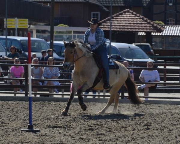 horse Haldix (Fjord Horse, 2013, from Hjellsohn)