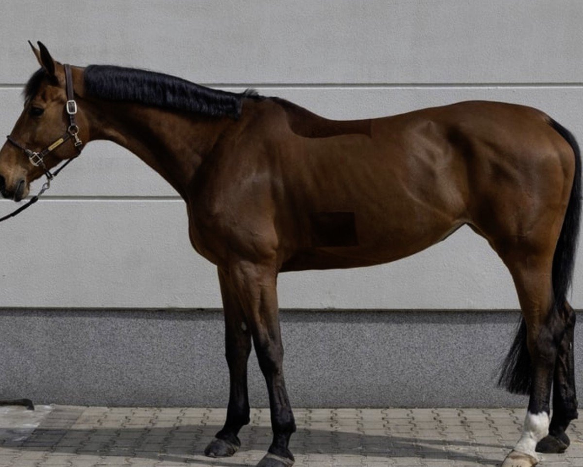 Springpferd Pezi Blue (Hannoveraner, 2016, von Lord Pezi)