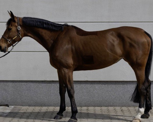 jumper Pezi Blue (Hanoverian, 2016, from Lord Pezi)