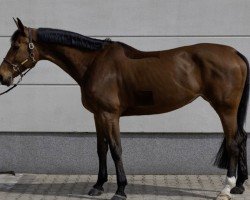 jumper Pezi Blue (Hanoverian, 2016, from Lord Pezi)