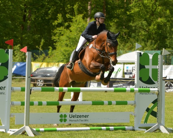 Springpferd Linara LN (Oldenburger, 2007, von Lenardo)
