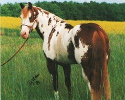 stallion King Megafleet (Paint Horse, 1992, from Megafleet)