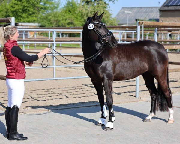 broodmare Key to Kelly SF (German Riding Pony, 2020, from Debüt AT)