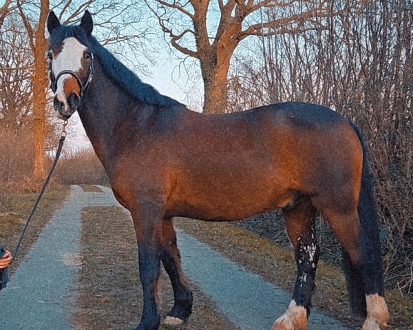 Springpferd Pokerface des Quatre (Connemara-Pony, 2011, von King of Diamonds)