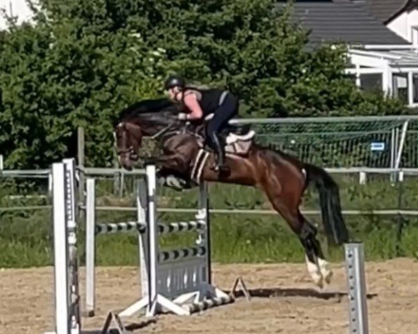 jumper Caleesi VSK (Oldenburg show jumper, 2020, from Chubakko)