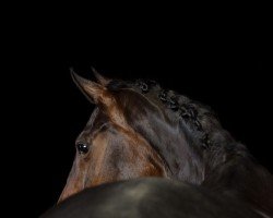 Dressurpferd de Loria Sb (Westfale, 2012, von den Haag 12)