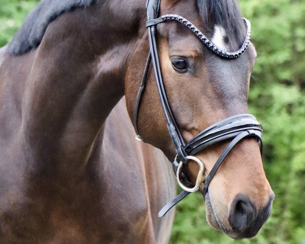 Dressurpferd Magic Milow (Hannoveraner, 2020, von E.H. Millennium)