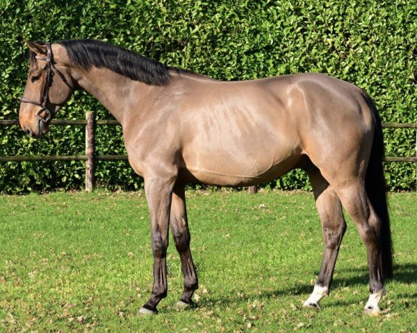 Springpferd Scotland Yard 111 (Anglo Europäisches Sportpferd, 2020, von El Barone 111 Z)