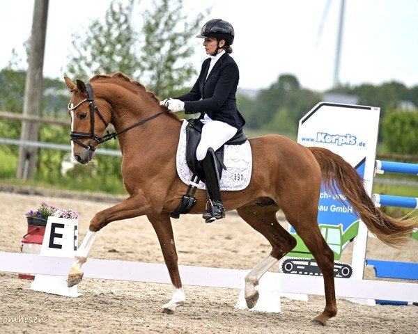 dressage horse Fabergé 36 (Holsteiner, 2022, from Fürst Wilhelm)