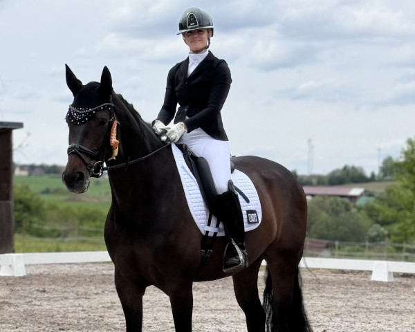 dressage horse Scotty 103 (Hanoverian, 2015, from Sarotti Mocca-Sahne)