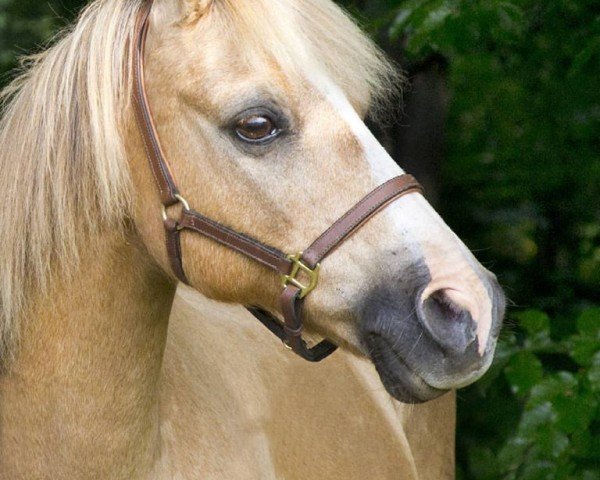Dressurpferd Savannah (Deutsches Reitpony, 2017, von Dancing Star)