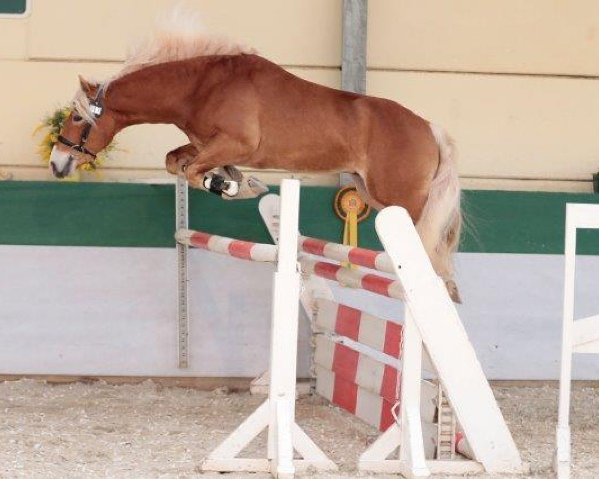 stallion Stalusiarè BE (Haflinger, 2015, from Stano)