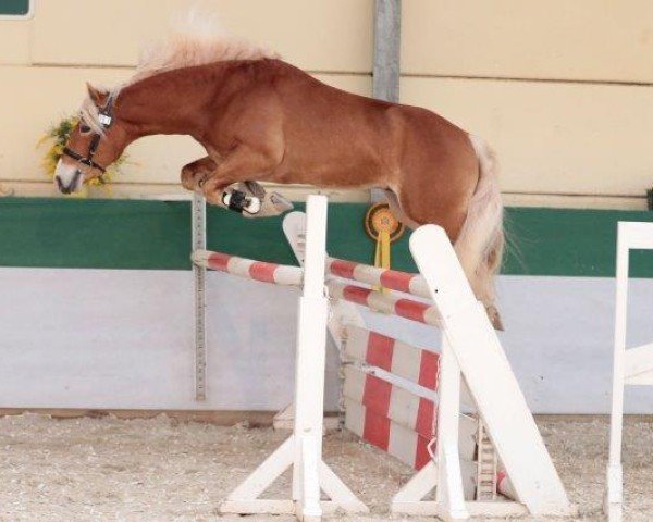 stallion Stalusiarè BE (Haflinger, 2015, from Stano)