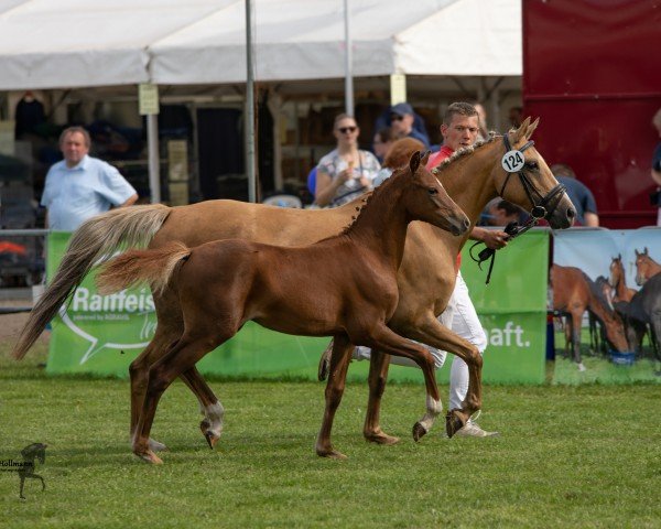 horse Spencer (German Riding Pony, 2019, from Jonker's Socrates)