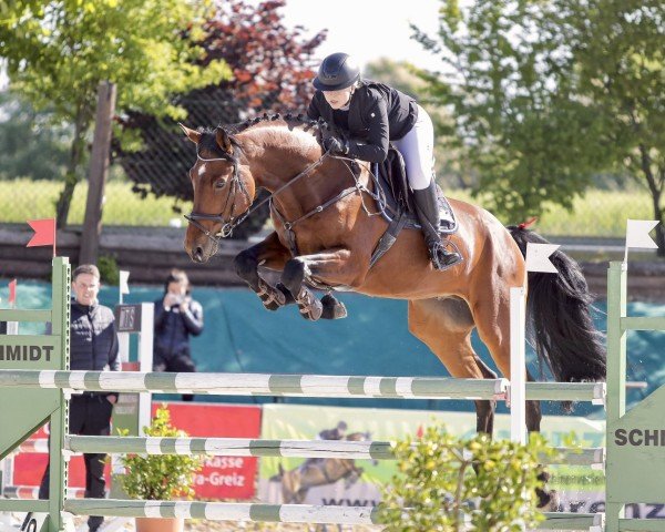 Springpferd Kazan D' Almé (Oldenburger Springpferd, 2019, von Kazan Z)